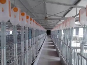四百頭母豬場指標工資的測算方法